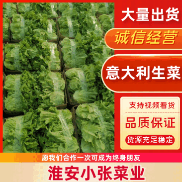 【精品】江苏淮安生菜意大利生菜产地直供一手货源价格优惠