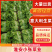 【精品】江苏淮安生菜意大利生菜产地直供一手货源价格优惠