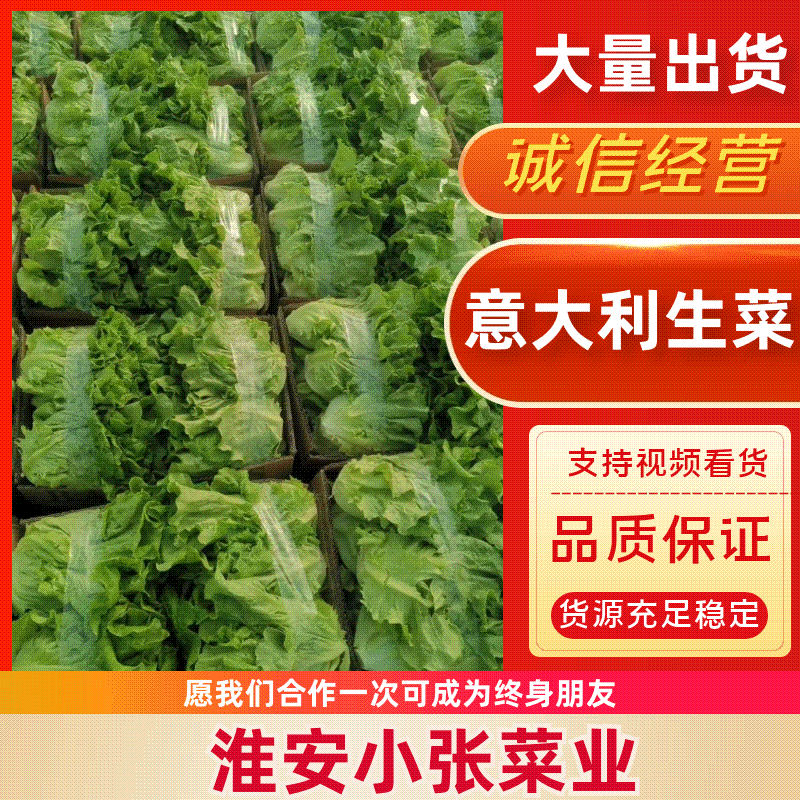 【精品】江苏淮安生菜意大利生菜产地直供一手货源价格优惠