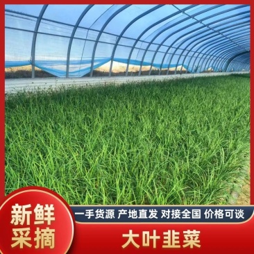【山东】精品韭菜，量大价优，一手货源，诚信经营，可视频看货