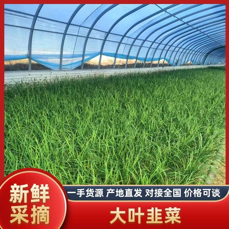 【山东】精品韭菜，量大价优，一手货源，诚信经营，可视频看货