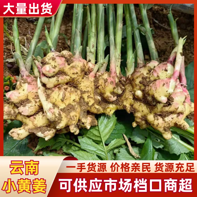 云南文山州本地小黄姜大量上市，欢迎各位老板前来合作