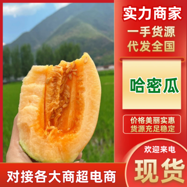 哈密瓜晓蜜25哈密瓜民勤哈密瓜产地直发口感脆甜
