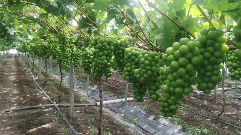 江苏新沂阳光玫瑰大量上市对接全国市场商超电商欢迎来电