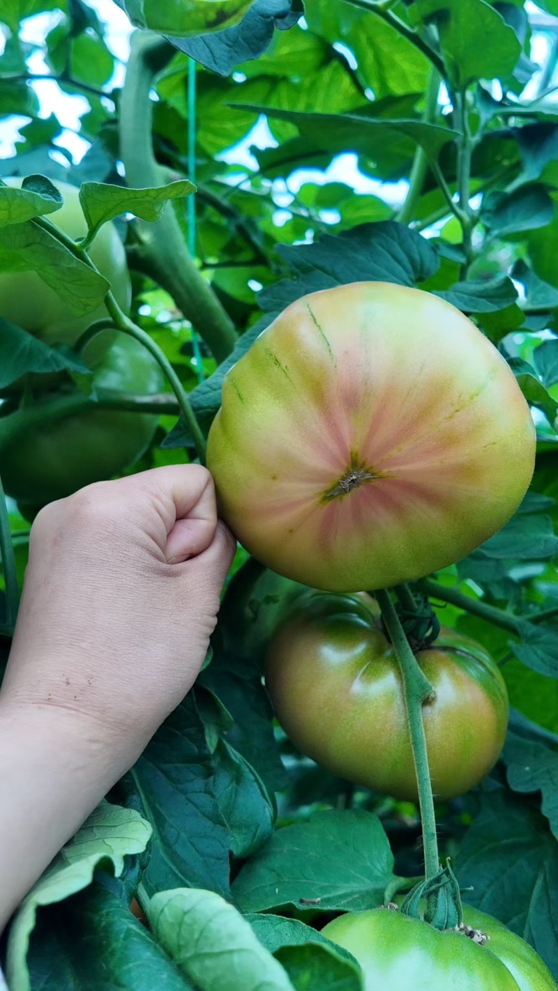 大果口感番茄苗草莓番茄苗普罗旺斯炎玉品种齐全寿光苗场直发