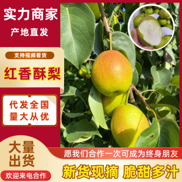 红香酥梨陕西酥梨皮薄多汁现摘现发品质保证放心购买