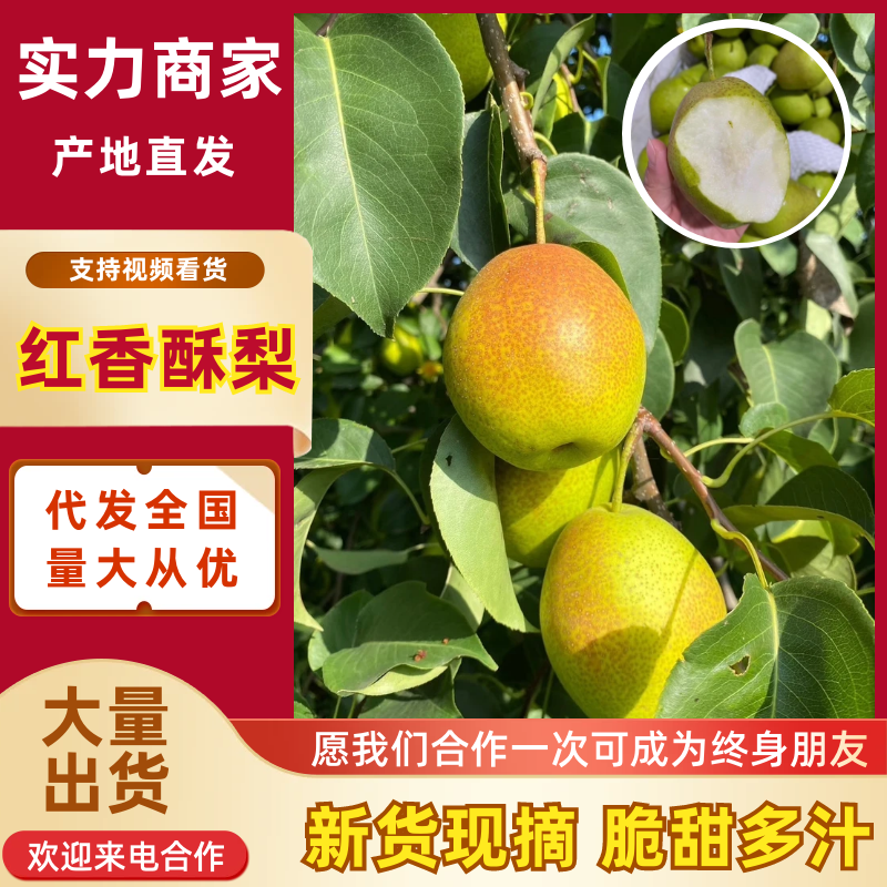 红香酥梨陕西酥梨皮薄多汁现摘现发品质保证放心购买
