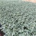 大果口感番茄苗草莓番茄苗普罗旺斯炎玉品种齐全寿光苗场直发