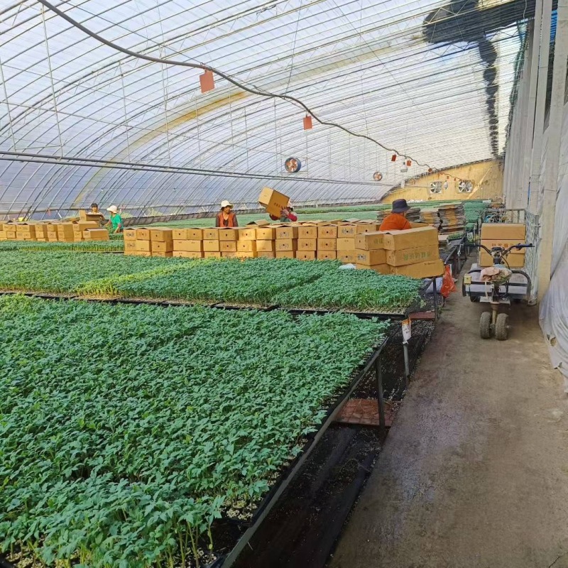 大果口感番茄苗草莓番茄苗普罗旺斯炎玉品种齐全寿光苗场直发