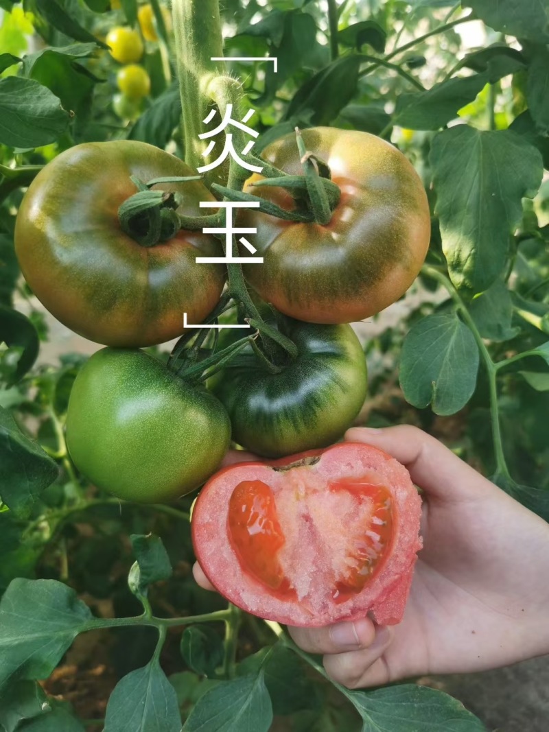 大果口感番茄苗草莓番茄苗普罗旺斯炎玉品种齐全寿光苗场直发