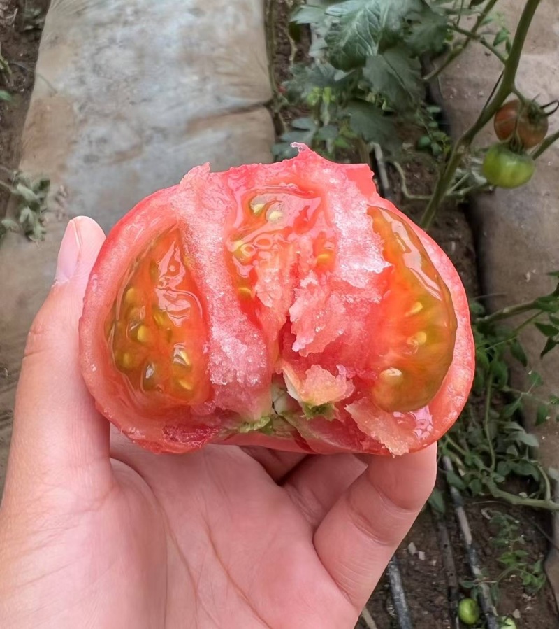 大果口感番茄苗草莓番茄苗普罗旺斯炎玉品种齐全寿光苗场直发