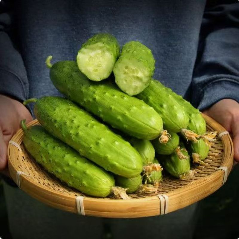 密刺大黄瓜苗旱黄瓜苗奶油黄瓜苗水果黄瓜苗玉女黄瓜苗寿光苗