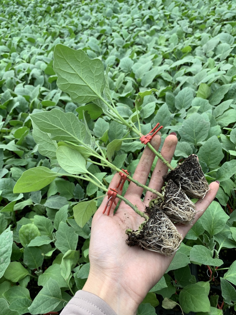 嫁接茄子苗长茄苗圆茄苗绿萼长茄苗牛心茄苗杭茄苗品种齐全