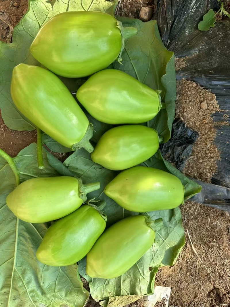 嫁接茄子苗长茄苗圆茄苗绿萼长茄苗牛心茄苗杭茄苗品种齐全