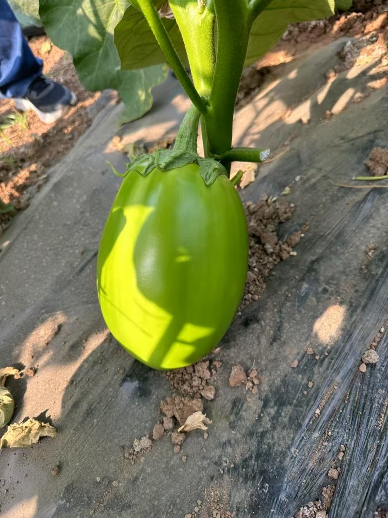 嫁接茄子苗长茄苗圆茄苗绿萼长茄苗牛心茄苗杭茄苗品种齐全