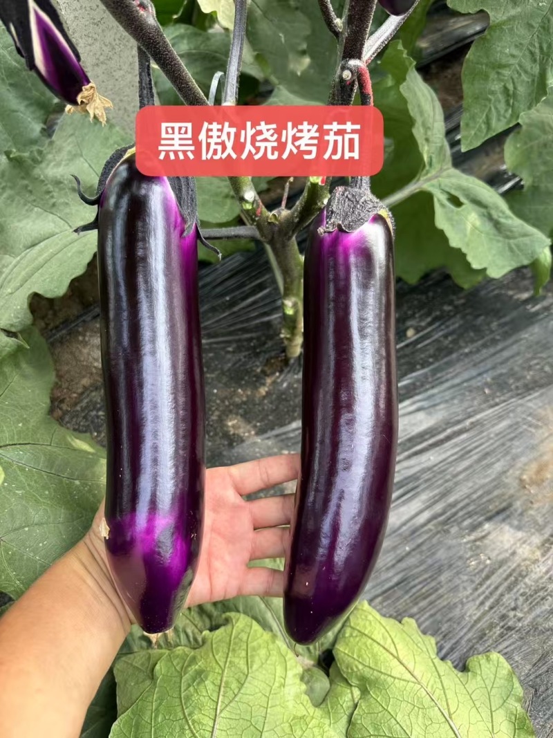 嫁接茄子苗长茄苗圆茄苗绿萼长茄苗牛心茄苗杭茄苗品种齐全