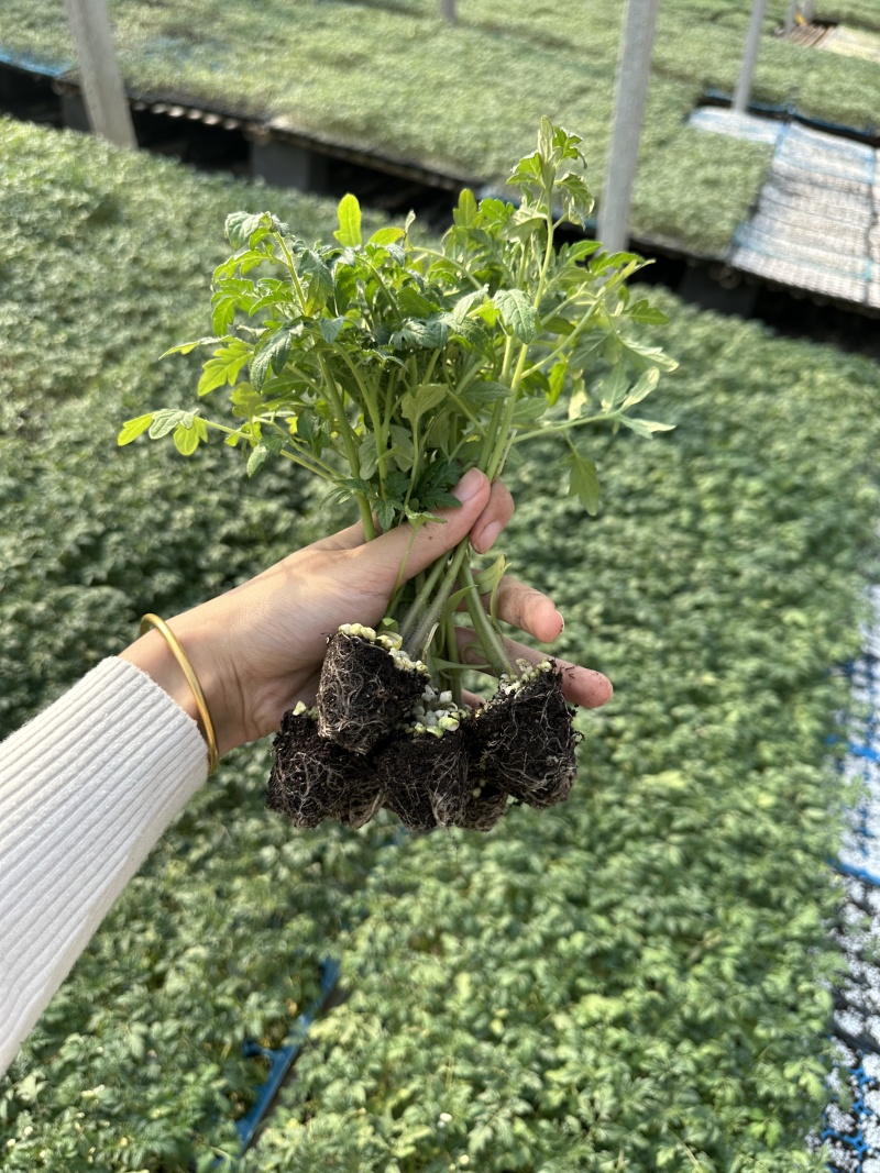 口感小番茄苗圣女果苗迷恋青甜二号千禧贝贝小番茄苗