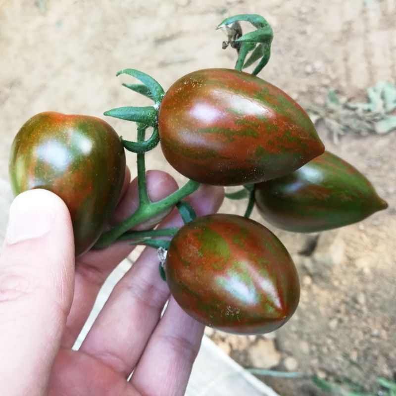 口感小番茄苗圣女果苗迷恋青甜二号千禧贝贝小番茄苗