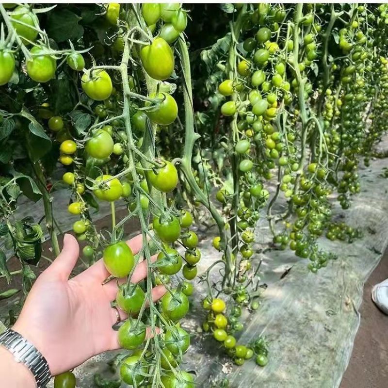 口感小番茄苗圣女果苗迷恋青甜二号千禧贝贝小番茄苗