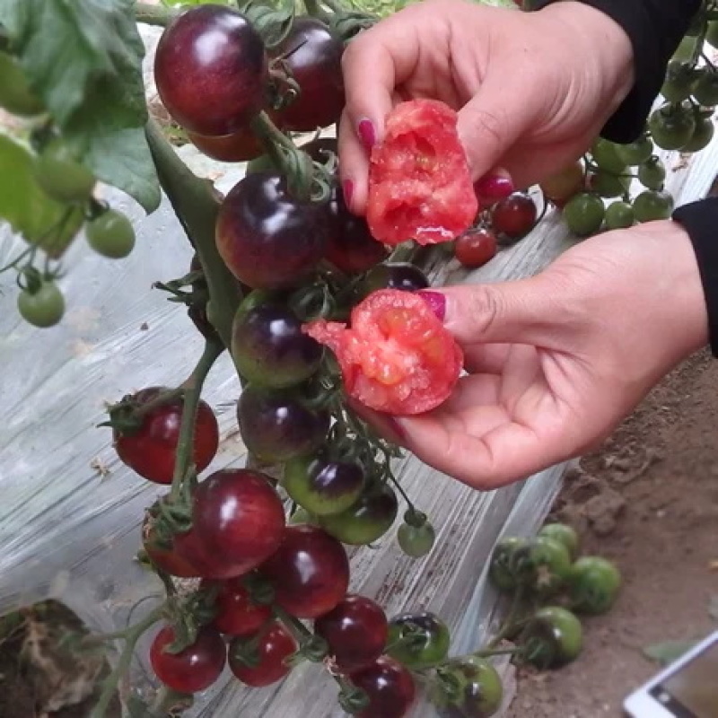 口感小番茄苗圣女果苗迷恋青甜二号千禧贝贝小番茄苗
