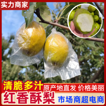 陕西红香酥梨酥梨现摘现发坏果包赔放心购买代发全国