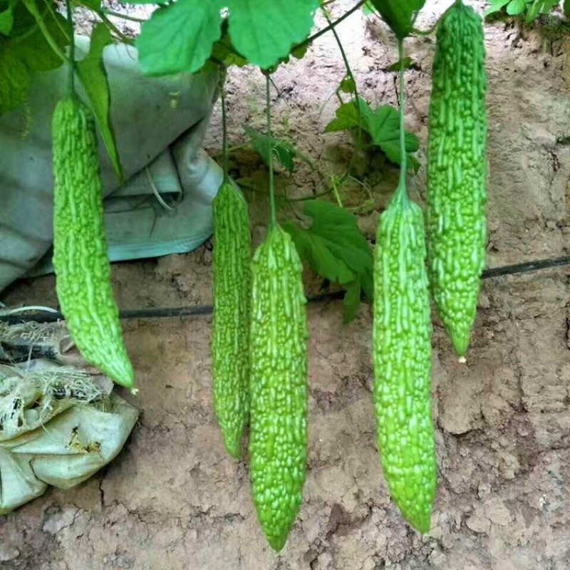 精品苦瓜苗山东寿光种苗基地直发各种蔬菜苗存活率高苦瓜苗