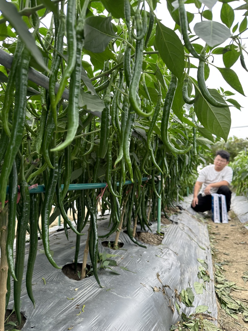 各种辣椒苗螺丝椒苗薄皮椒苗杭椒苗甜椒苗线椒苗小米辣椒苗