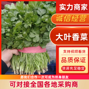 精品大叶香菜河南香菜基地大量供应欢迎来电
