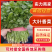 精品大叶香菜河南香菜基地大量供应欢迎来电