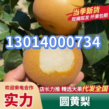 安徽砀山圆黄梨大量上市色泽好糖度高价格低对接全国市场
