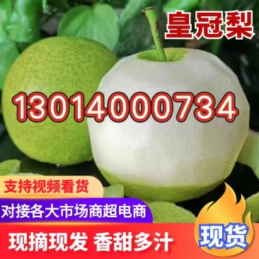 优质皇冠梨大量上市，质量好，价格的货源追租，质量保证代发
