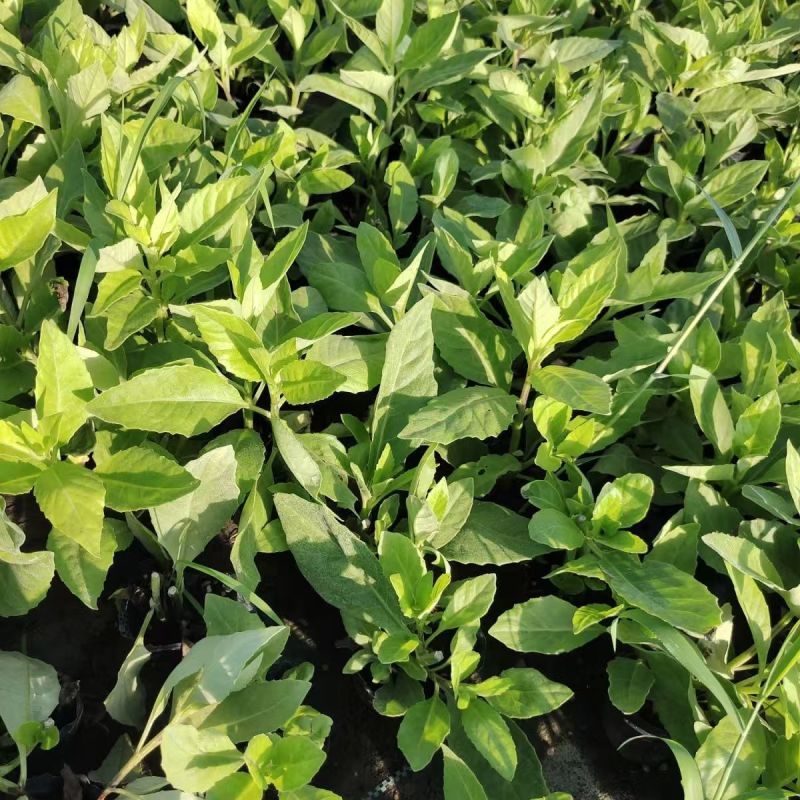 明月草苗子长寿菜苗，白背菜苗，富贵菜苗，可视频看货