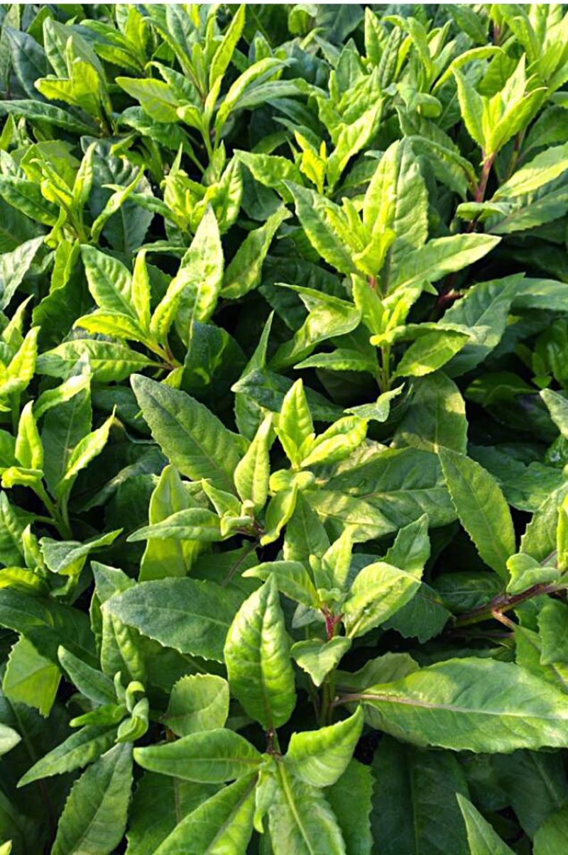 明月草苗子长寿菜苗，白背菜苗，富贵菜苗，可视频看货
