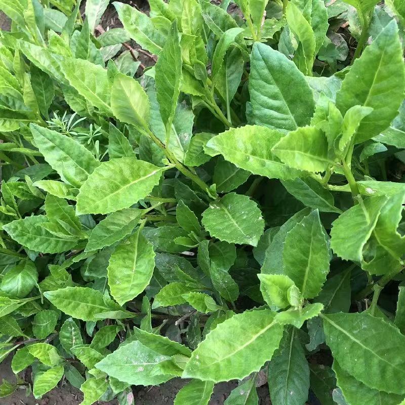 明月草苗子长寿菜苗，白背菜苗，富贵菜苗，可视频看货