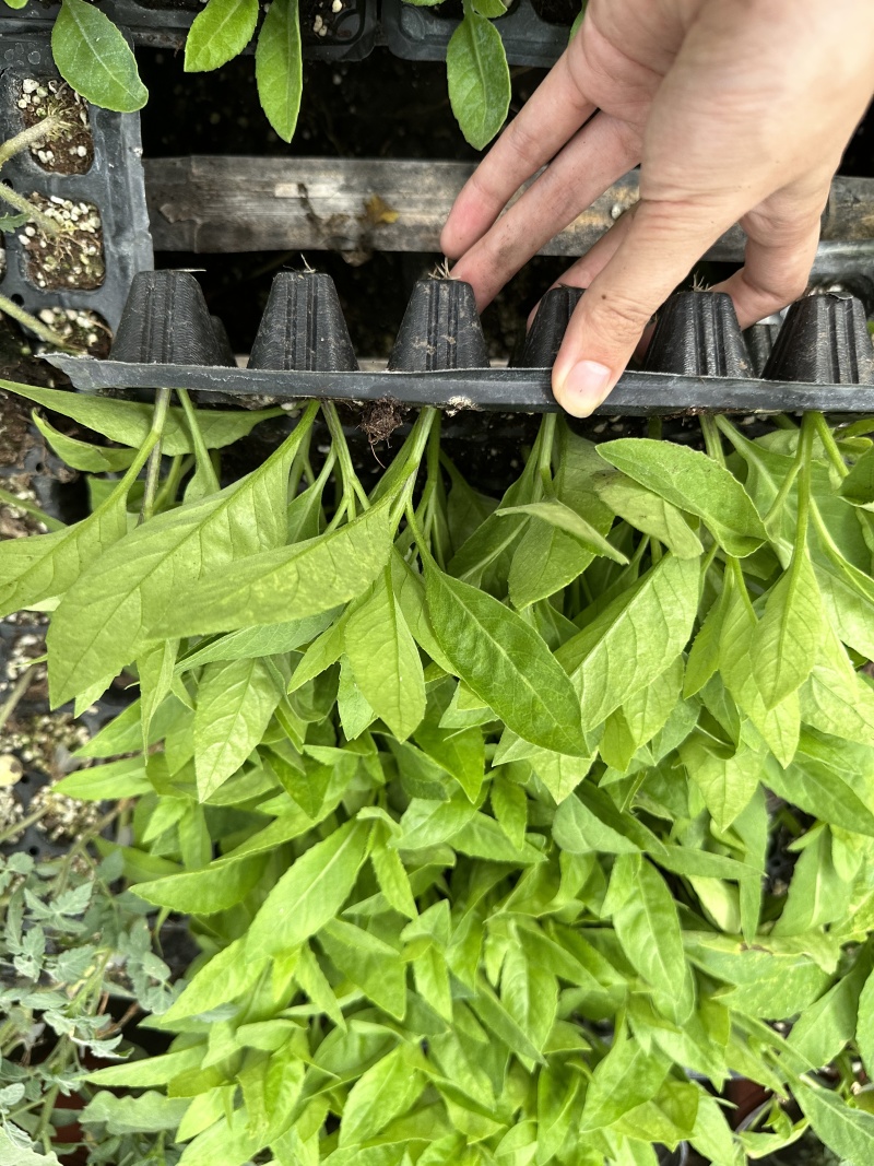 明月草苗子长寿菜苗，白背菜苗，富贵菜苗，可视频看货