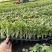 精品芹菜苗白芹苗根芹苗红芹苗西芹苗鲍芹苗寿光直发