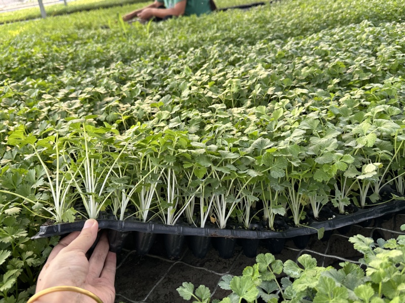 精品芹菜苗白芹苗根芹苗红芹苗西芹苗鲍芹苗寿光直发
