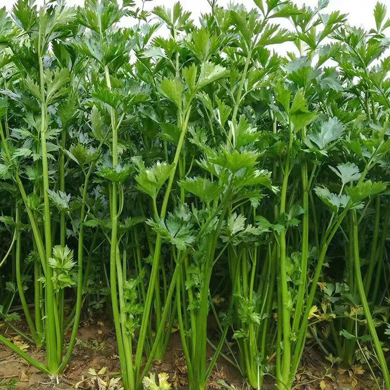 精品芹菜苗白芹苗根芹苗红芹苗西芹苗鲍芹苗寿光直发