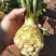 精品芹菜苗白芹苗根芹苗红芹苗西芹苗鲍芹苗寿光直发