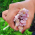 精品芹菜苗白芹苗根芹苗红芹苗西芹苗鲍芹苗寿光直发