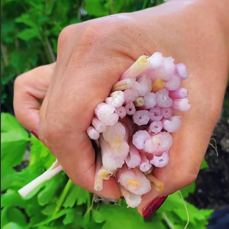 精品芹菜苗白芹苗根芹苗红芹苗西芹苗鲍芹苗寿光直发