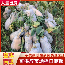 蜜本南瓜贵州毕节新鲜南瓜产地直发一手货源