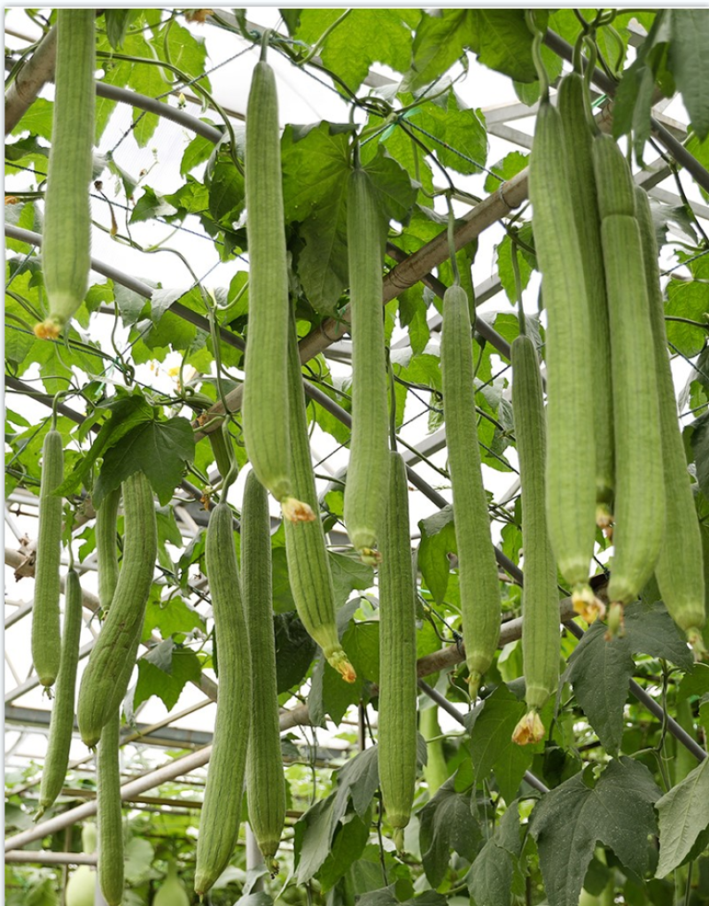 【丝瓜苗】强磁丝瓜苗油皮丝瓜苗穴盘蔬菜种苗货量充足