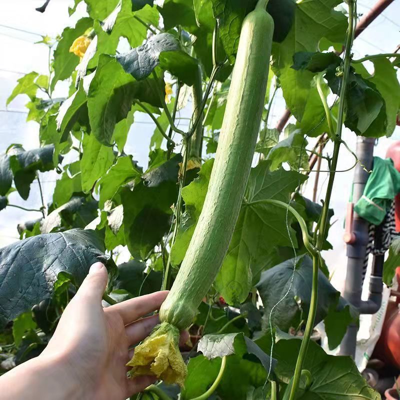 【丝瓜苗】强磁丝瓜苗油皮丝瓜苗穴盘蔬菜种苗货量充足