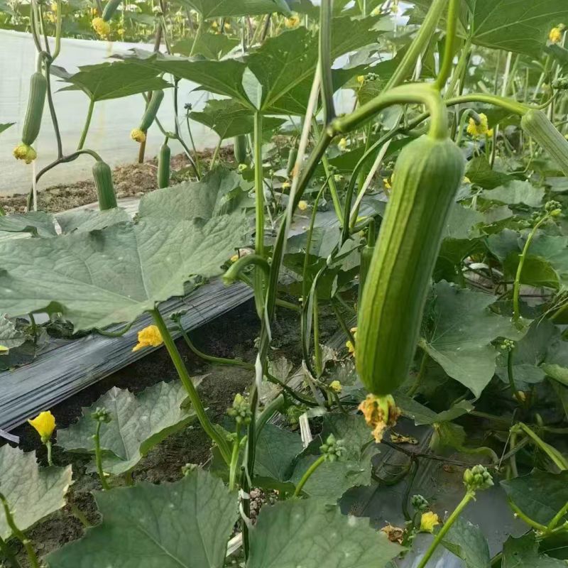【丝瓜苗】强磁丝瓜苗油皮丝瓜苗穴盘蔬菜种苗货量充足