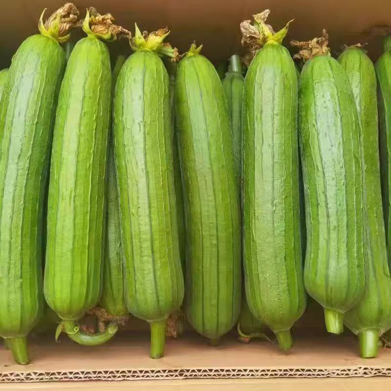 【丝瓜苗】强磁丝瓜苗油皮丝瓜苗穴盘蔬菜种苗货量充足