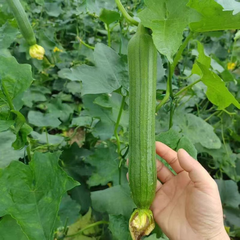 【丝瓜苗】强磁丝瓜苗油皮丝瓜苗穴盘蔬菜种苗货量充足