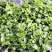 田七苗阳台盆栽寿光果蔬种苗全国发货