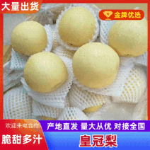 25年新皇冠梨下树，大量有货