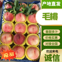 精品河北唐山陆地绿化久大毛桃，大量上市中